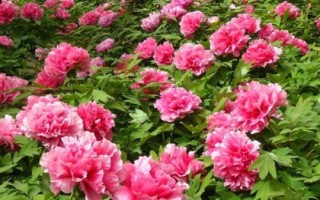 牡丹花如何養(yǎng)護(hù)，適宜在松軟肥沃的土壤里生長(zhǎng)