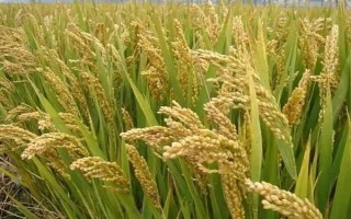 深優(yōu)9516水稻種子簡介，⑵注意防治白葉枯病