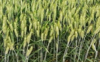 渦麥606小麥品種簡(jiǎn)介，中抗白粉病