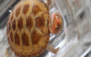 紅面蛋龜?shù)耐庑翁攸c，背甲橢圓形、臉部具紅色花紋