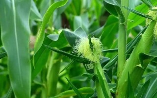 玄育2號(hào)玉米種子介紹，中抗腐霉莖腐病