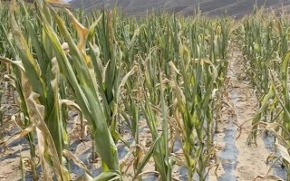 玉米播種后過多久澆一次水，當(dāng)天澆水過后可每隔3-5天澆一次