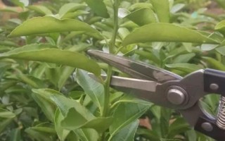 沙糖桔促花保果技術(shù)，整個生長過程中都要加強田間管理