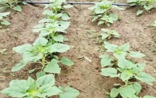 怎么種植向日葵花，現(xiàn)蕾前需控制好澆水量