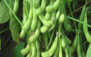 合農(nóng)142大豆種簡介，北方春大豆中早熟普通型品種