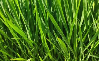 徽兩優(yōu)996水稻種子特征特性，全生育期平均132.4天