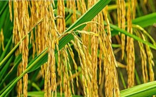 興農(nóng)稻3515水稻種子介紹，該品種基部葉葉鞘綠色