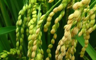 全優(yōu)357水稻種子介紹，綜合防治病蟲(chóng)害