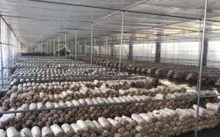 金針菇的種植方法，菌袋適合放置在20-25℃培育室內(nèi)