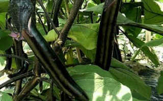 茄子的適宜種植時(shí)間，初春和初秋都可以