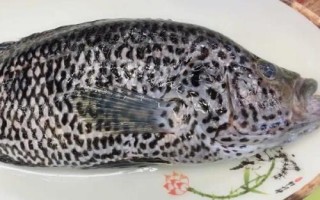 花斑魚和鱸魚怎么做才好吃，可采用清蒸、紅燒等烹飪方式