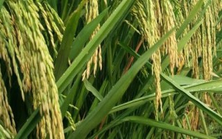 吉粳585水稻種簡介，7月上中旬注意防治二化螟