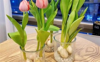 郁金香種一次就會(huì)死亡嗎，屬于多年生草本植物可以重復(fù)栽種