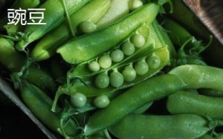 青豆和豌豆的區(qū)別，莢果和豆粒均不同
