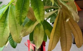 發(fā)財樹是否喜水，喜濕但不耐勞
