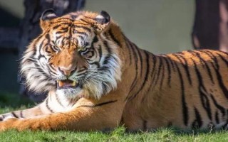 狍子的天敵，熊、猞猁、狼、虎等是狍子的天敵