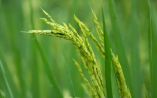 閩誠稻7號(hào)水稻種子特點(diǎn)，灌漿成熟期注意防治稻飛虱