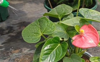 夏季怎么對(duì)紅掌澆水，每天均可澆一次
