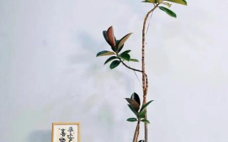 橡皮樹是不是橡膠樹，二者不是同一樹種