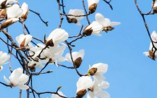 白玉蘭的形態(tài)特征，高達(dá)17米且胸徑達(dá)到30厘米