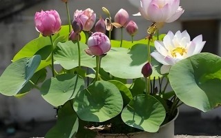 碗蓮荷花種子的種植方法，種子通常需要人工開口