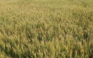 寧紅麥618小麥種簡介，每畝有效穗32.3萬