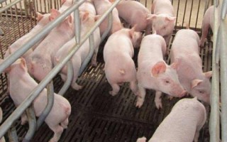 豬中毒的原因，飼料、藥物和食鹽都會(huì)引起中毒