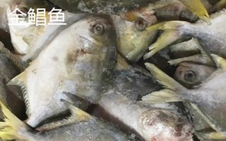 金鯧魚和鯧魚一樣嗎，不是同一種魚