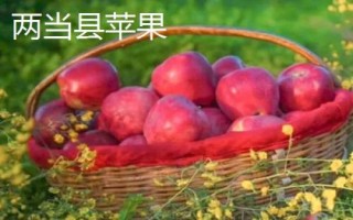 甘肅隴南市的特產(chǎn)水果，武都獼猴桃均屬野生