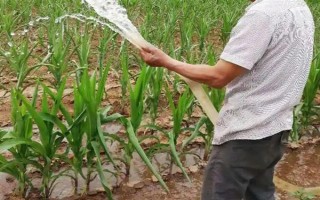粘玉米的田間管理方法，在4-5片葉時(shí)開始定苗