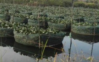 養(yǎng)殖黃鱔的要點(diǎn)，每隔5-7天要換1次水