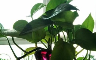 在家養(yǎng)綠蘿應(yīng)該擺放在哪，客廳、臥室、廚房都是合適的位置