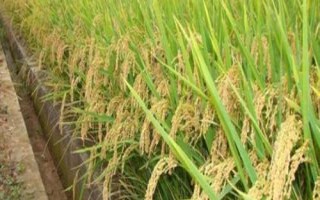 東研稻19水稻種子介紹，4月下旬播種