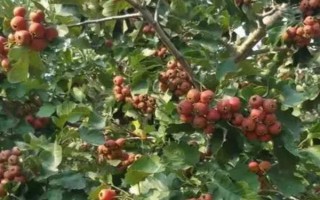 種植山楂怎么施肥，花期主施氮肥