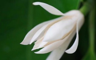 白蘭花的寓意，寓意純潔的愛、高貴優(yōu)雅等