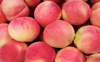 水蜜桃成熟所需時(shí)間，開花后需要3-4個(gè)月才能結(jié)果成熟
