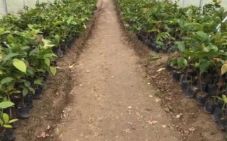 種植蓮霧有哪些條件，栽種第二年就能掛果