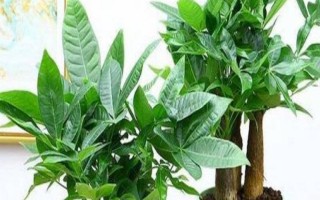 富貴樹(shù)的截枝方法，晴天剪短過(guò)長(zhǎng)枝