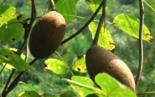 什么是木通，屬于毛茛目、木通科木質(zhì)藤本植物的統(tǒng)稱