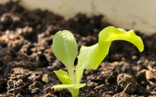 兒菜的種植方法，適宜的生長溫度為8-15℃