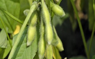 濮豆820大豆品種的特性，中抗花葉病毒病7號株系