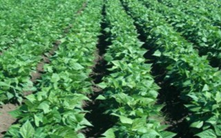 種植紅豆的時(shí)間和方法，一般為每年5-6月份