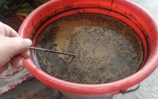 七彩千年木的養(yǎng)殖方法，養(yǎng)護時需要為其提供充足的陽光