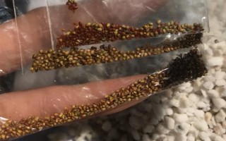 哪些因素會(huì)影響草莓膨大，主要有種子、溫度、光照等5個(gè)原因