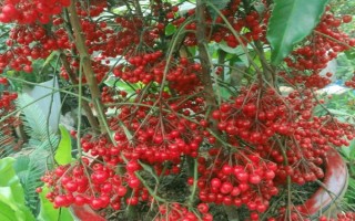 朱砂根的養(yǎng)殖方法，喜歡濕潤或半燥的氣候環(huán)境