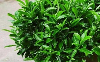 非洲茉莉能不能凈化空氣，具有一定的空氣凈化效果
