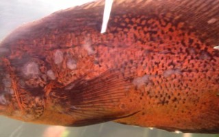 地圖魚身體發(fā)白的原因，可能是得了白點病或白毛病等