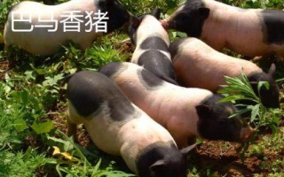 什么是香豬，屬于矮小豬種