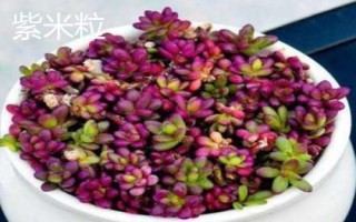 種植馬齒莧常見品種，繁殖方式包括播種和扦插
