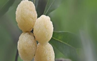 白楊梅的產(chǎn)地，主要產(chǎn)自浙江的上虞、余姚、福建等地